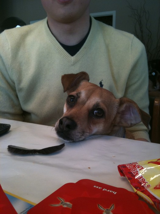 small tan dog resting his head on the table next to a fake moustache