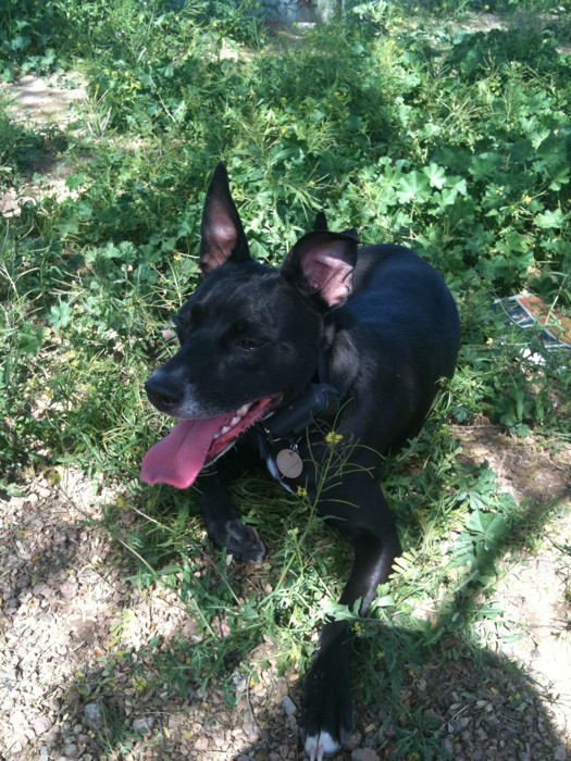 dog panting, resting in the shade