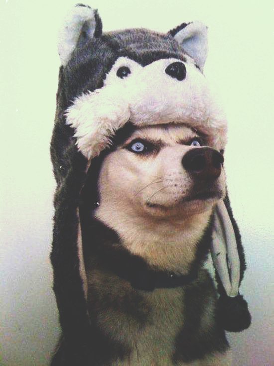 a husky dog wearing a husky dog hat