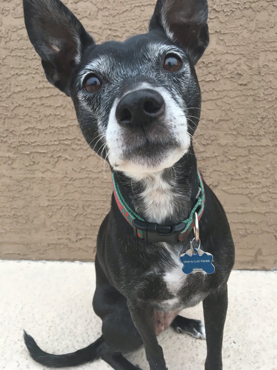 Boomer, a black and white rat terrier / whippet mix dog who is the cutest.