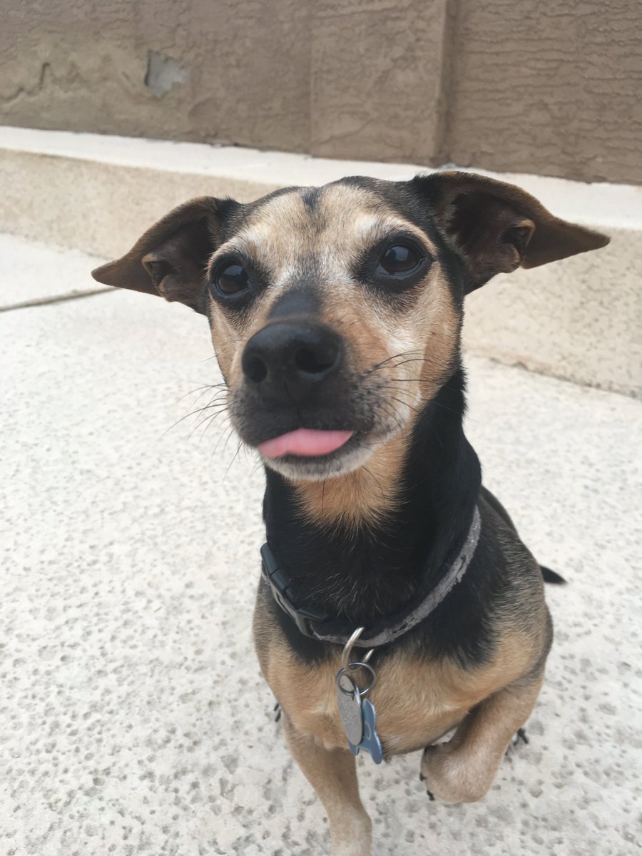 Helo, a brown and black dachshund / miniature pinscher mix with his tongue sticking out.