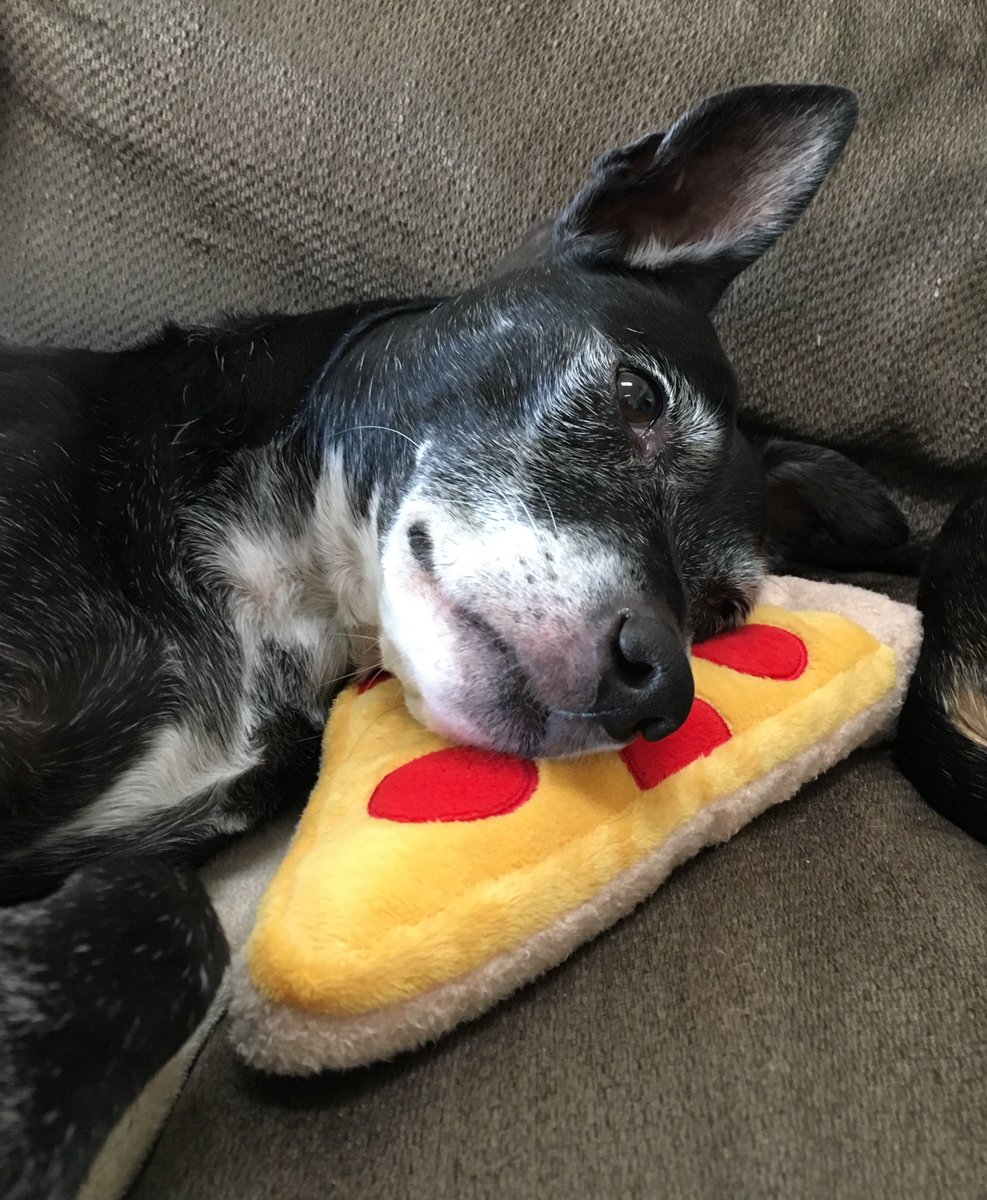 Dog with a blank stare resting her head on a stuffed pizza slice toy