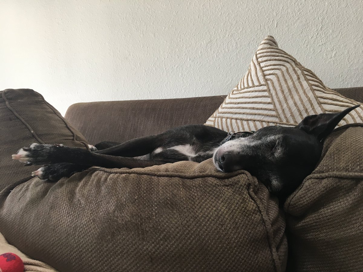 A comfy dog sleeping on some couch cushions.