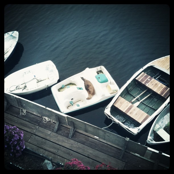 sea lion lounging in a boat