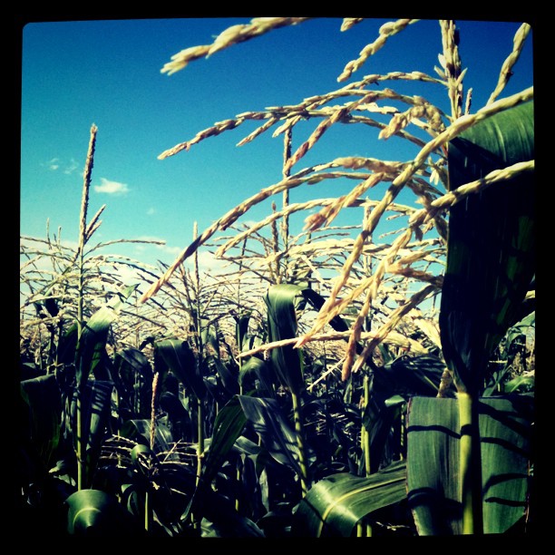cornfield