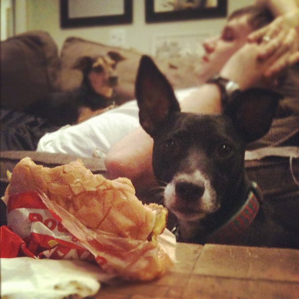 dog sitting patiently by a half-eaten burger