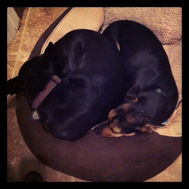 two pups spooning