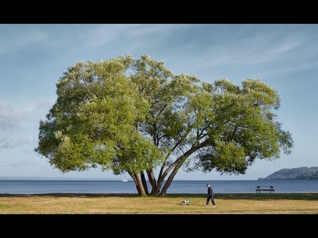 a tree that looks like broccoli